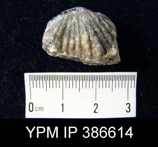 Rhynchotrema?