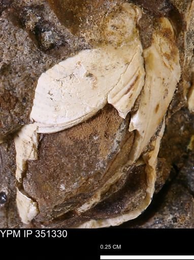 Limopsis striatopunctatus