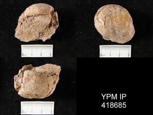 Linoproductus?