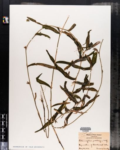 Potamogeton praelongus