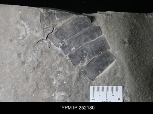 undet. Eurypterida