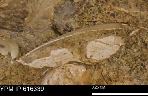 Protocardia subquadrata
