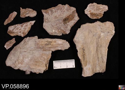 Ichthyodectes sp.