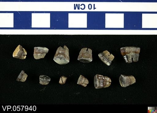 Myledaphus