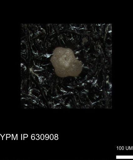 undet. Globigerinina