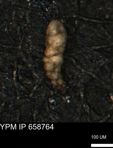 Verneuilinoides kansasensis