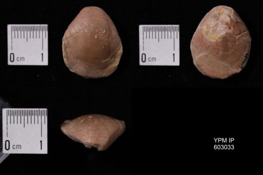 Dielasma sp.