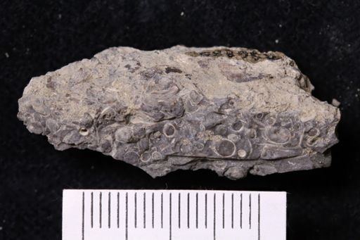 undet. Scaphopoda
