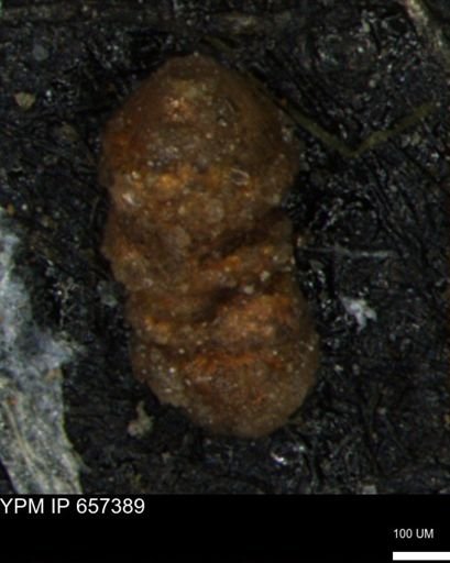 Ammobaculites euides