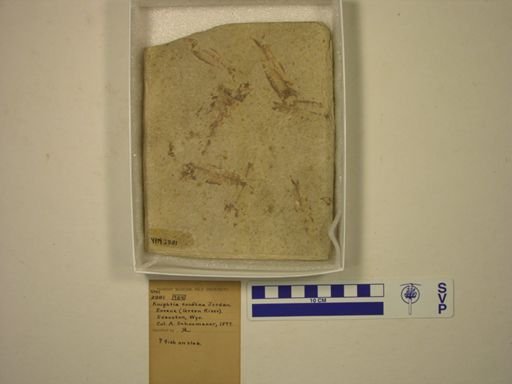 Knightia eocaena