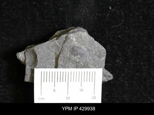 Devonochonetes coronatus