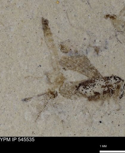undet. Insecta