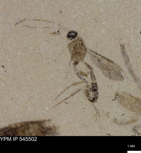 undet. Ichneumonoidea