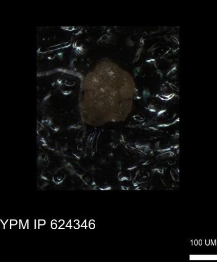 undet. Foraminiferida