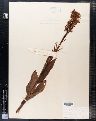Habenaria psycodes