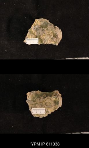 Monticulipora cincinnatiensis