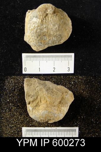Pustula nebrascensis