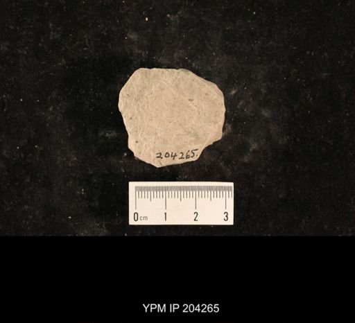 undet. Grylloblattida
