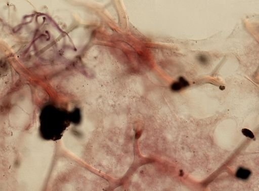 Euryspongia