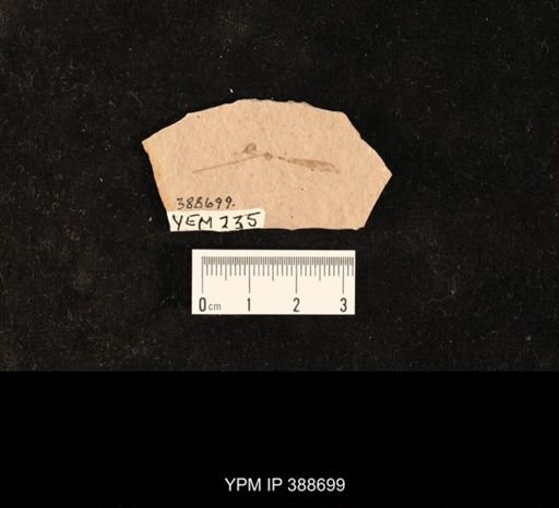 undet. Orthoptera