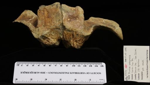Proinia patagonica