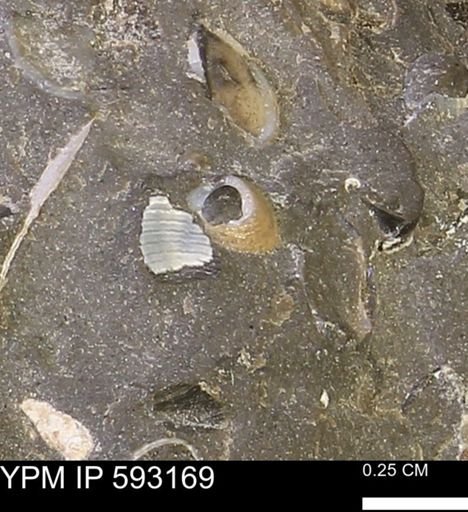 undet. Bivalvia
