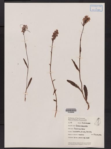 Orchis