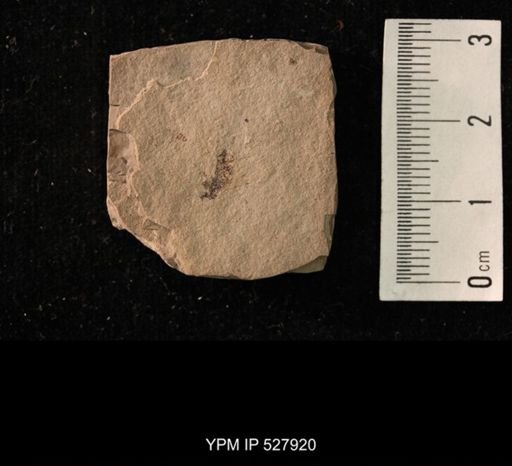 undet. Hymenoptera