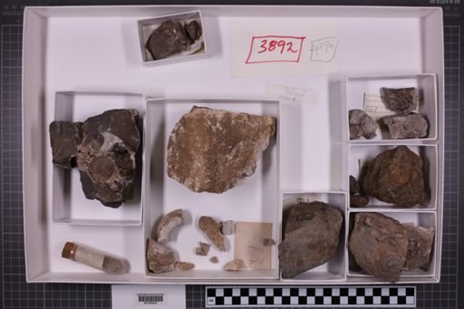 mixed taxa, stratigraphic collection