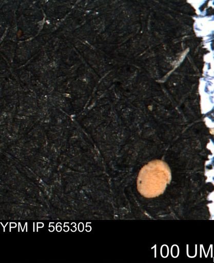 undet. Foraminiferida