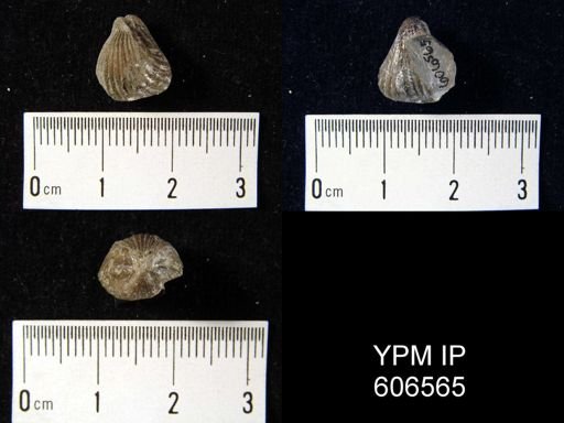 Rhynchotrema anticostiensis