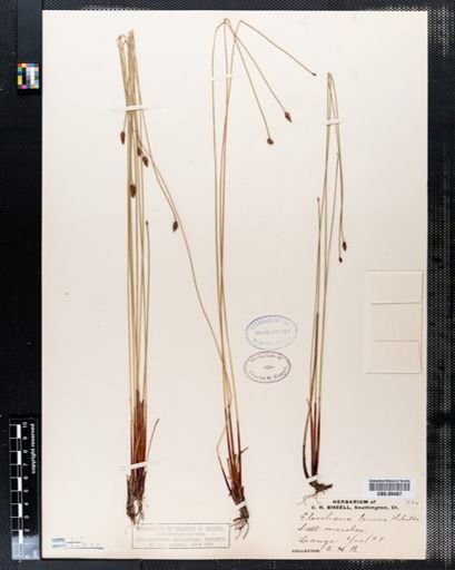 Eleocharis tenuis
