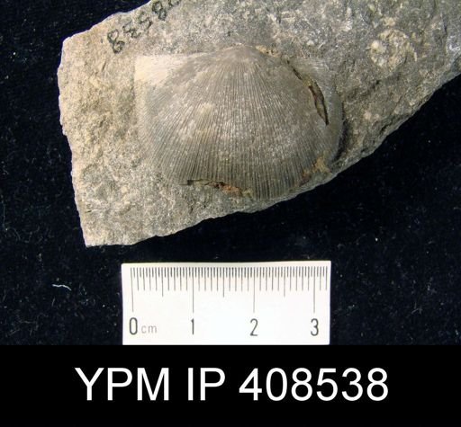Stropheodonta sp.
