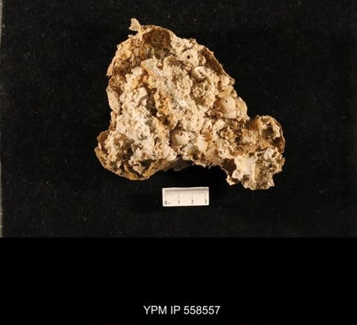 Girtycoelia sp.