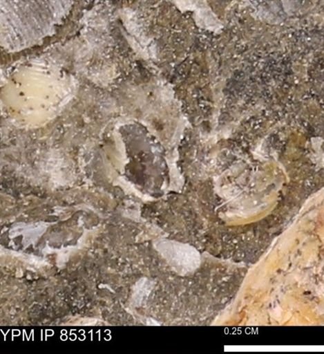 Limopsis striatopunctatus