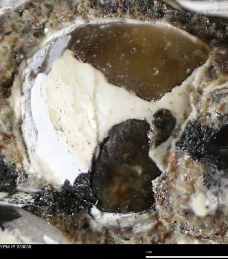 Corbulamella gregaria
