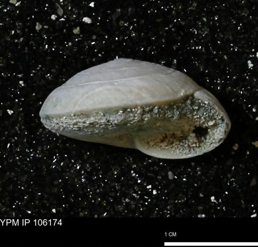 Poecilozonites bermudensis zonatus