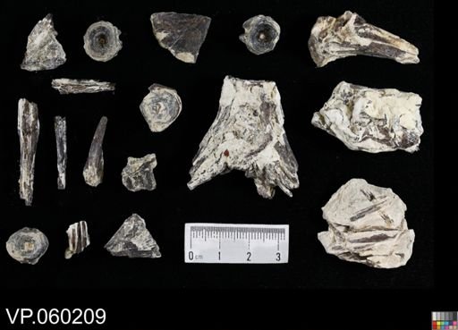 undet. Actinopterygii