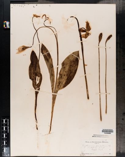 Erythronium