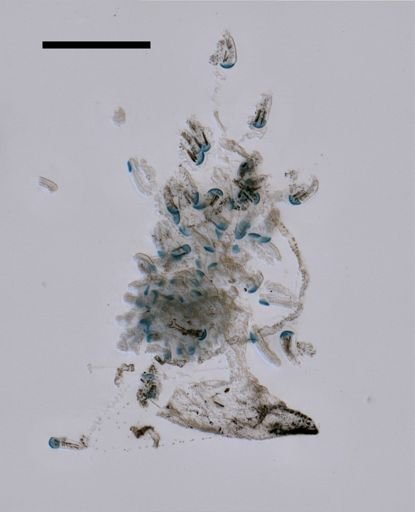 Sulculeolaria quadrivalvis