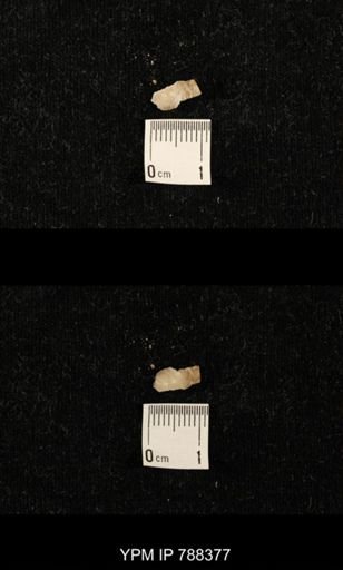 taxon undetermined