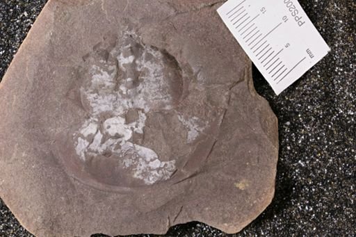 Euproops danae