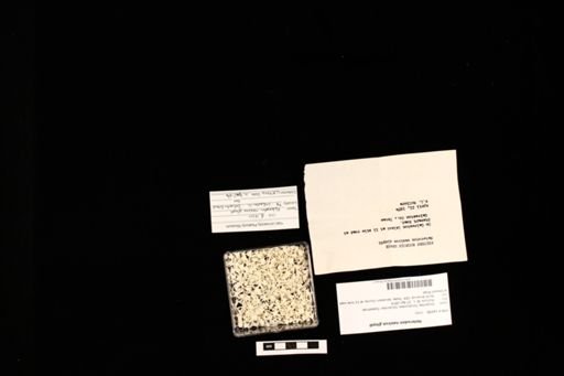 Heterodon nasicus gloydi