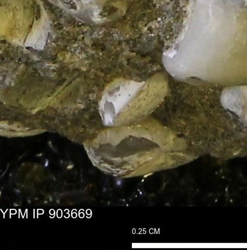 Corbulamella sp.