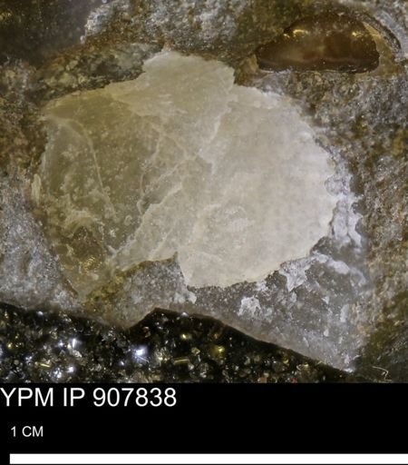Oxytoma (Hypoxytoma) sp.