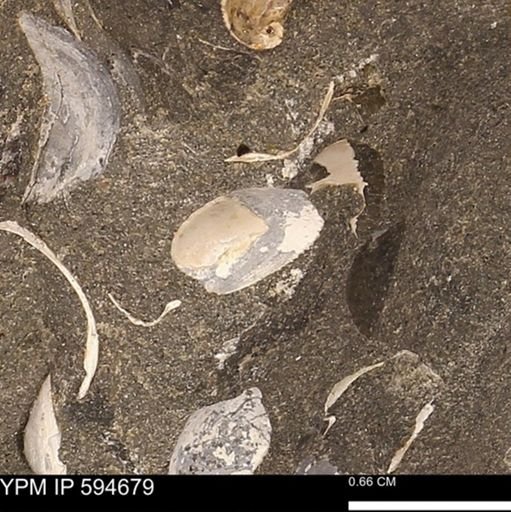 Protocardia sp.