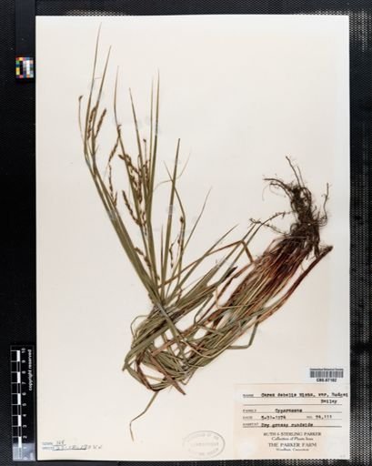 Carex debilis
