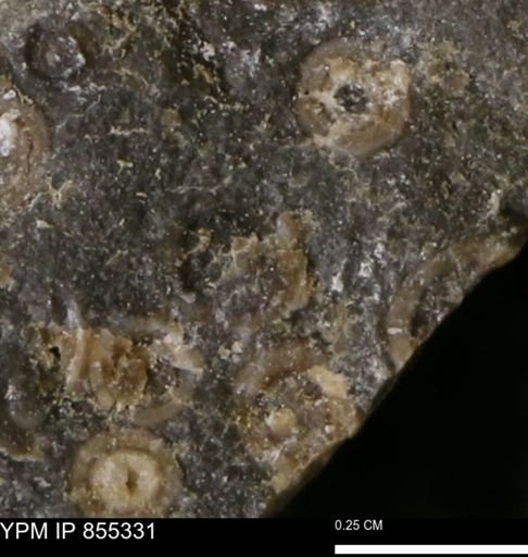 undet. Mollusca