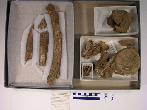 Redondasaurus gregorii