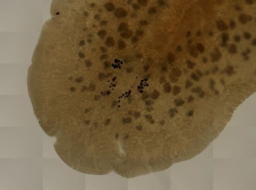 Pleioplana atomata